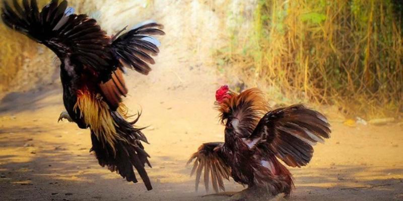 Giới thiệu thông tin về hình thức đá gà cựa sắt