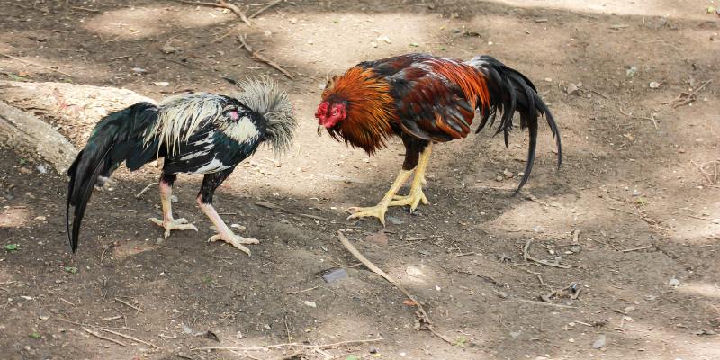 Một số điều cần quan tâm khi chọn gà mái chọi