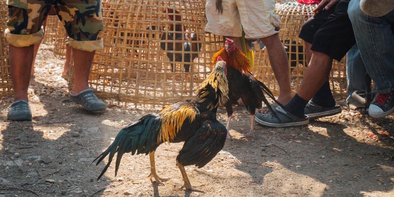 Soi kèo đá gà cựa sắt dựa vào phong độ chiến kê