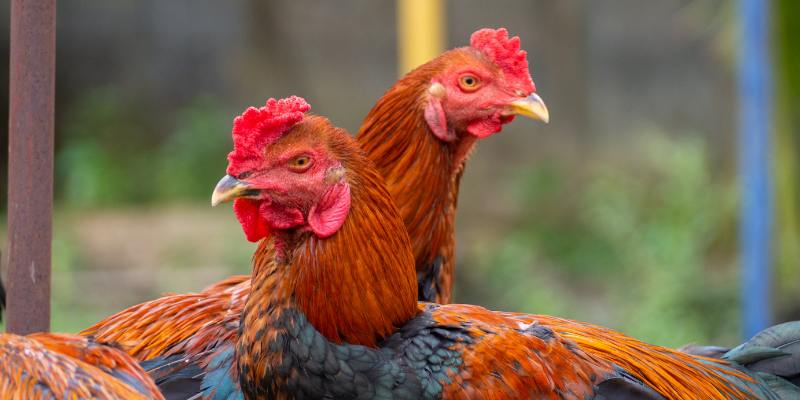 Tìm hiểu tính cách để chọn gà mái chọi